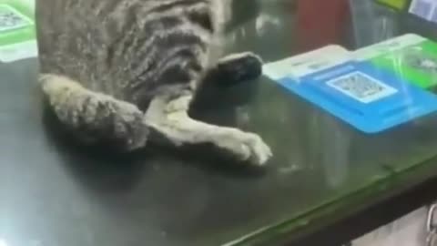 So funniest cate😂😂
