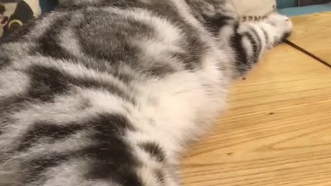 Kitty On My Table