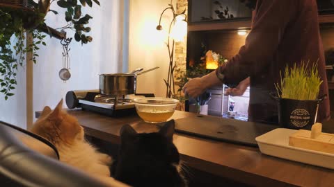 japanese meal for cats