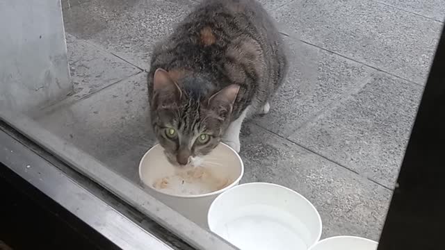Poor street cat eating on a rainy day.