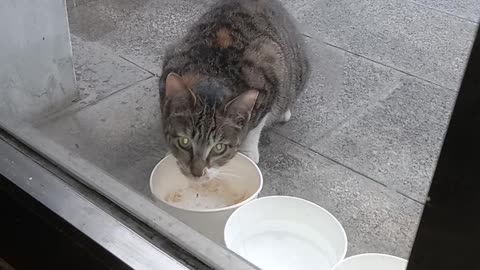 Poor street cat eating on a rainy day.