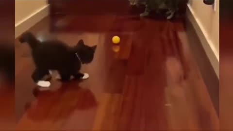 Doesn't that cat look like you on rock climbing