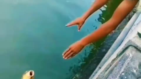 This is a beautiful and charming water-dwelling species