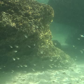 Snorkeling Adventures Philippines. So many fish all around