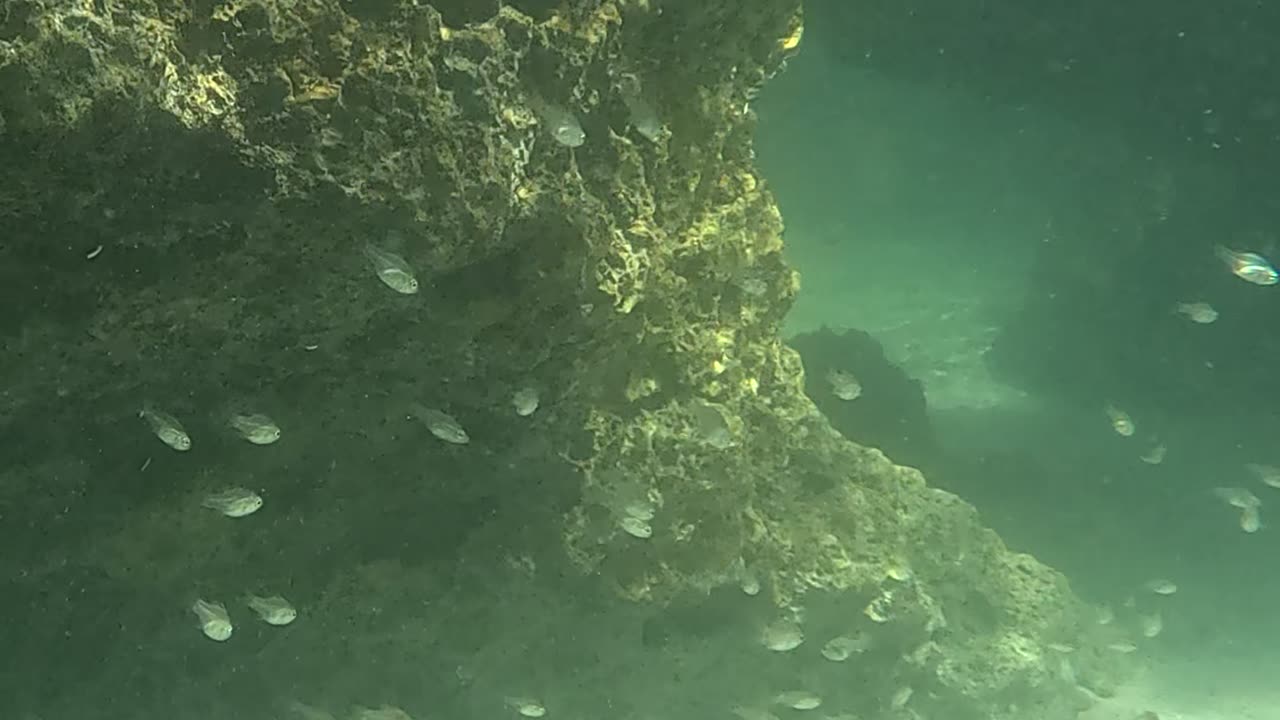 Snorkeling Adventures Philippines. So many fish all around