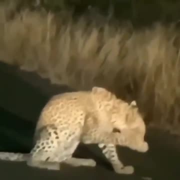 Hedgehog versus cheta