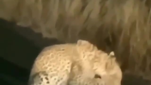 Hedgehog versus cheta