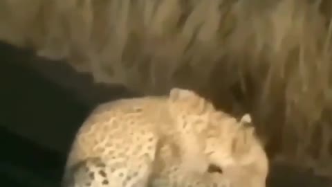 Hedgehog versus cheta