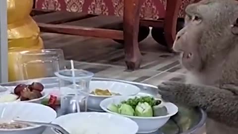 This wild monkey calmly meditates with monks in Thailand