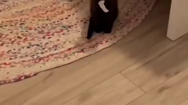 Really angry cat looking for funny moments.....
