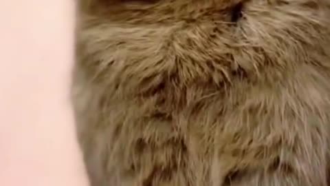 Cute pet happy collection