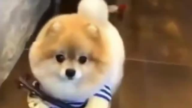 cute puppies doing funny things | funny puppy videos | cute animals | cute puppies videos