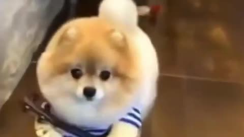 cute puppies doing funny things | funny puppy videos | cute animals | cute puppies videos