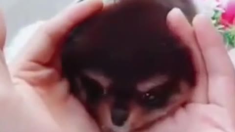 Cute and lovely animal. Pupy funny