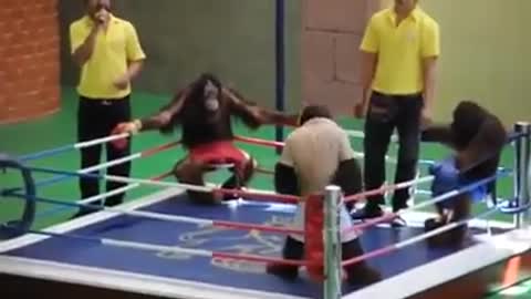 FUNNY MONKEY FIGHT😂🐵🦧🦍