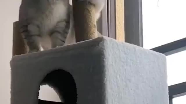 Cat in full mood 🤪