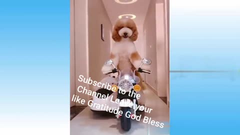 Funny Video of Humans and Animals