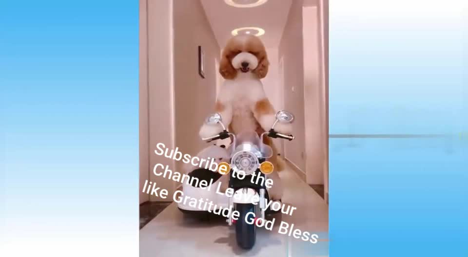 Funny Video of Humans and Animals