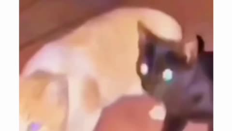 #cat