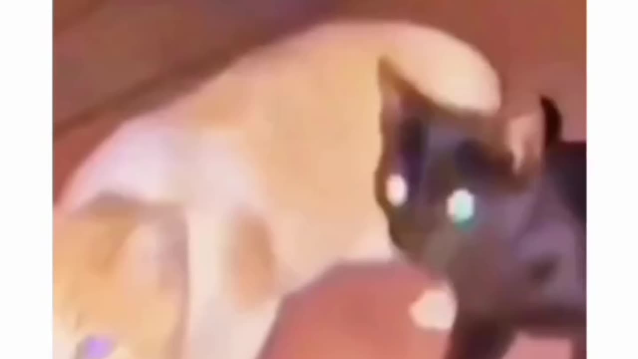#cat