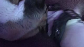 Little pug and large Akita playing
