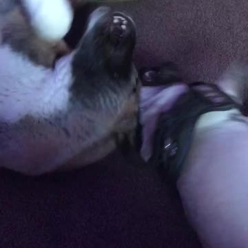 Little pug and large Akita playing