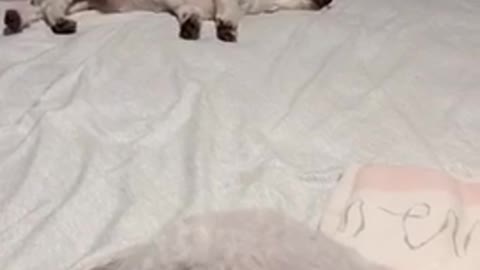 The sol sleeping on my bed