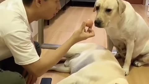 Don't do this with my cute dogs