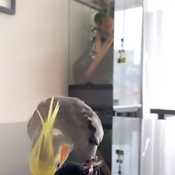 Cocktail bird singing in the morning