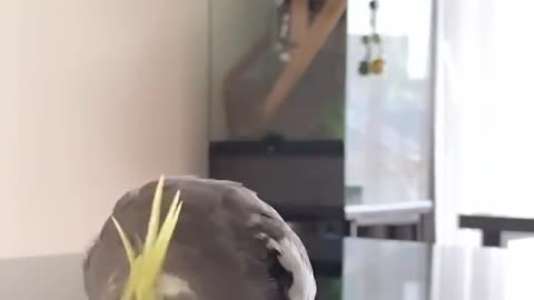 Cocktail bird singing in the morning