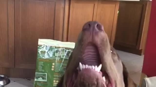 Dog steals treat from another dog