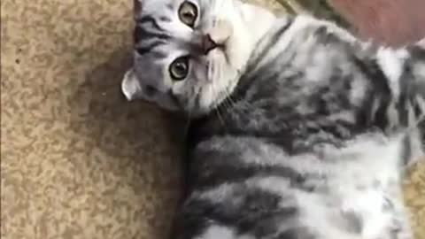 Funny cat videos is upset