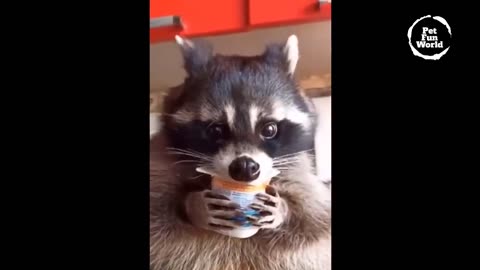 Funniest Animals New Funny Cats and Dogs Videos - Ep.2