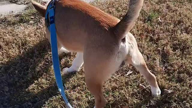Tucker Carlson Alone on A Walk