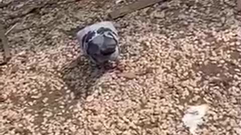 Pigeons looking for food