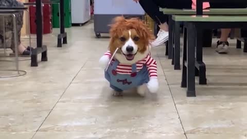 06Cat-and-dog fashion shows, music rings out the opera, watching the day's troubles are gone