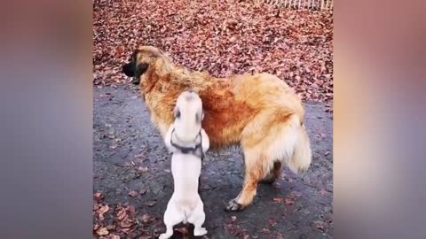 Adorable Puppy Loves Its Duck Buddy (Risi's Funny Animals)2021