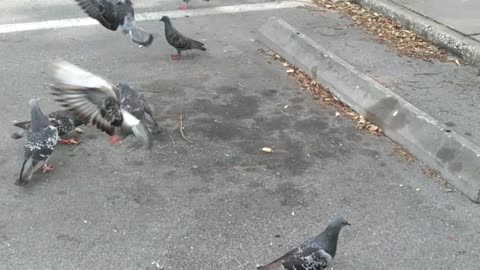 Squirrels vs Pigeons