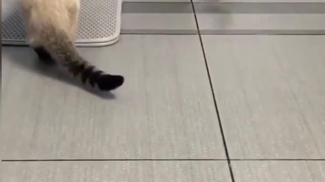 Funny Animal Videos 2022 - Funniest Cats And Dogs Videos - Cute Pets #shots
