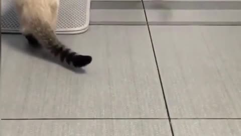 Funny Animal Videos 2022 - Funniest Cats And Dogs Videos - Cute Pets #shots