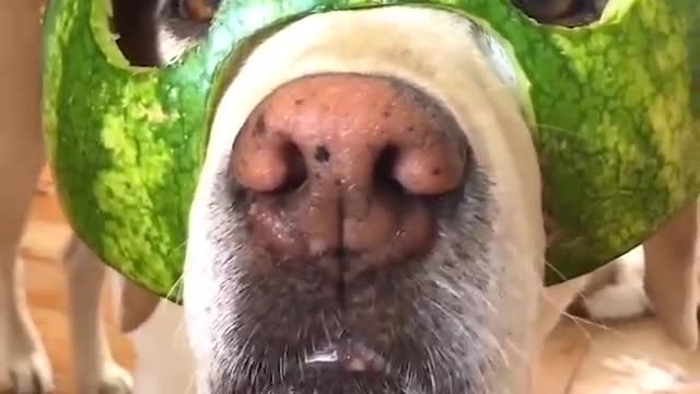 Funniest & Cutest Puppes | funny Puppes
