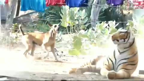 frank video & funny video shot by lion scared dog