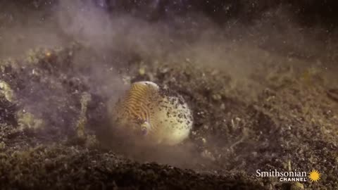 This Terrifying Worm Snatches Fish from the Ocean Floor