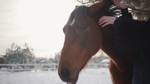 Beautiful girl touching the mane of a beautiful horse and strokes her muzzle on a ranch in winter