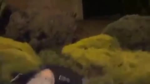 Drunk Man hilarious fall in garden