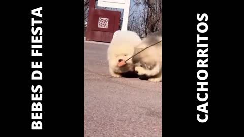 CACHORROS BABYS DIVERTIDO FUNNY