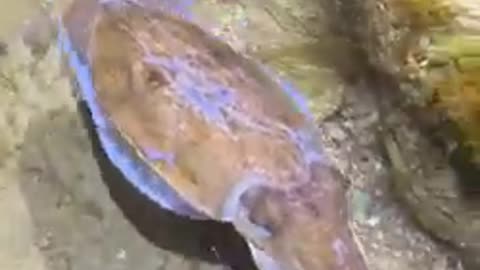 Most viewed animal video