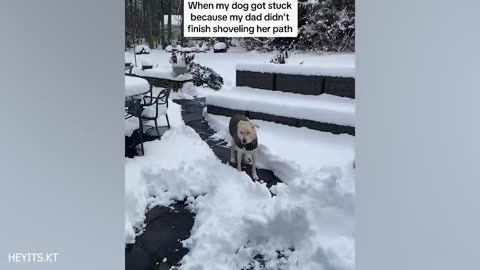 Dogs are the bringers of LAUGHTER to Earth 😂Funniest Dog Ever!