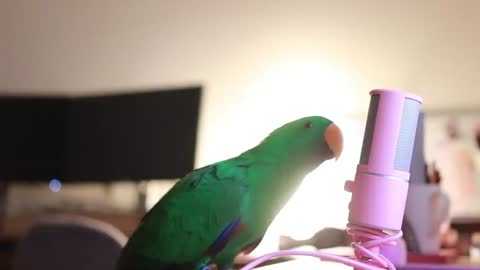 a parrot hums