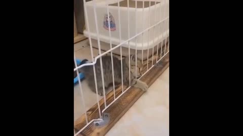 CUTE ANIMAL'S [IMPOSSIBLE NOT TO LOVE]